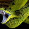 buy snake venom online